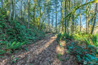 Primitive road as you move past the gate.