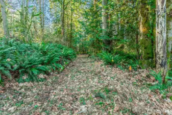 Ferns are plentiful, markers on the right are the boundary with Capital Land Trust property.