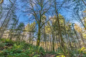 Sunlit treetops look like the start of a impressionist painting.