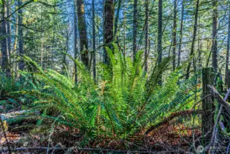 Native PNW landscape