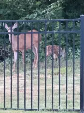 A sweet resident deer family—just one of many wildlife friends who stop by to say hello.
