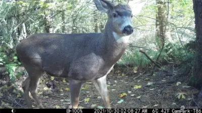 Trail-cam shot of wildlife!