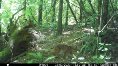 Trail-cam shot of wildlife!