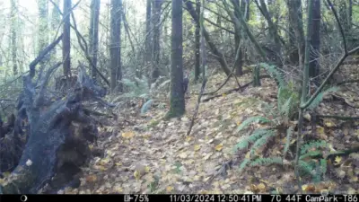 Shot of a woodpecker captured by trail-cam