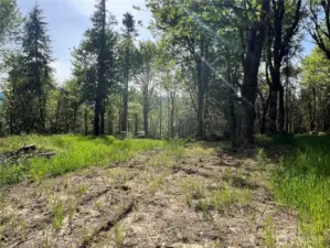 Several clearings for gardens or structures.