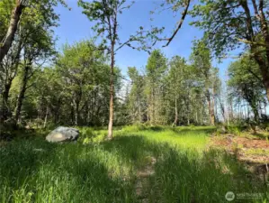 Nice open & sunny cleared site for a secluded home in the woods.