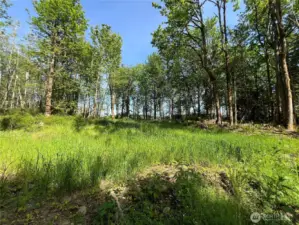 Another possible homesite.