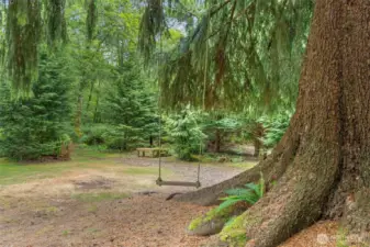 Enchanted forest with trails
