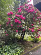 Gorgeous PNW landscaping