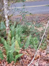 Survey corner along Graf Rd