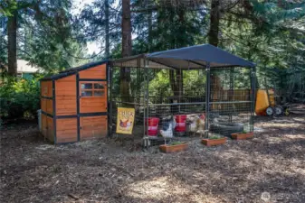 Huge chicken coop - able to fit 12-15 chickens