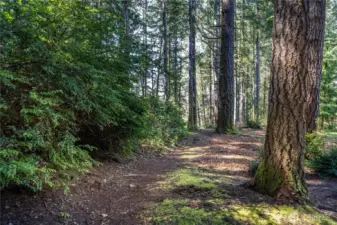 Mature evergreens provide plenty of shade among the trails on the property