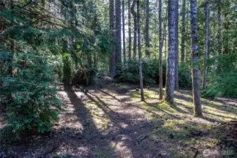 Private trails throughout the backyard forest