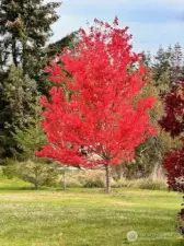 Fall Colors!