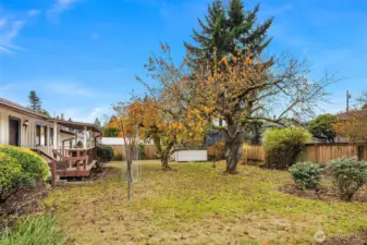 Beautiful level yard with apple tree