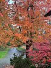 Spectacular maple tree graces the entrance to the home. Pictured here in glorious fall colors.