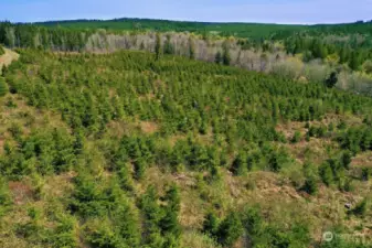 Your own tree farm to manage and enjoy.