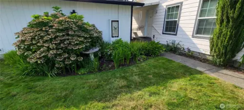 Front lawn