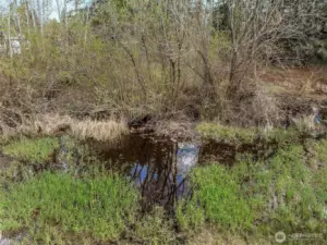 Pond on property