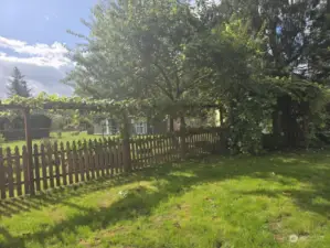 Backyard in the summertime showing the grapevine along the fence.