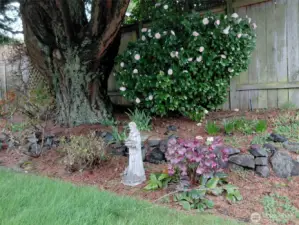 Camelia and hellebore- two of my favorites.