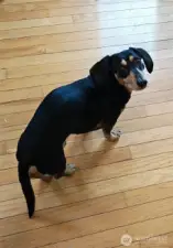 Household guard. Barley