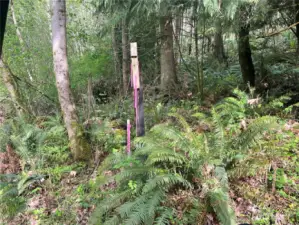 Recently surveyed with markers on the property lines