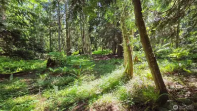 Nature trail