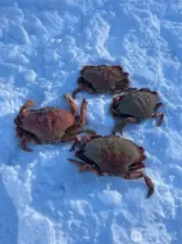 Winter crabbing is the  BEST on Hat Island!