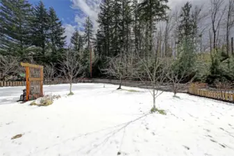 Fruit trees front yard