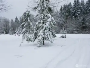 Winter wonderland