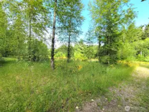 Tucked away grove