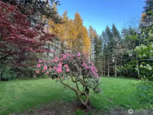 This shows the property at the height of its bloom!