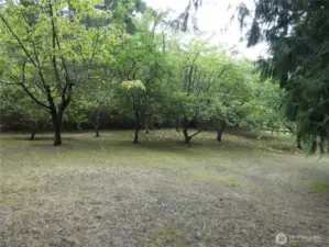 Fruit trees