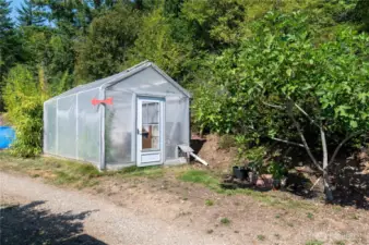 The green house makes a great place to get an early start on your seedlings in the spring. And that fig tree! It produces absolutely delicious and most prolific figs!