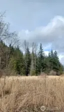 Well-established field abutting good sizeable timber