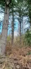 Good sizeable timber