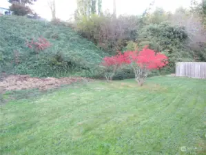 Backyard with Blueberry plants