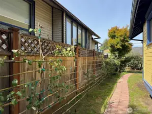 Espalier fruit trees.