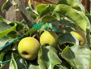 15 fruit trees throughout the yard.
