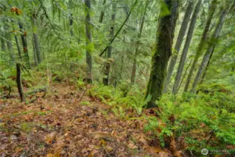 Super Gig Harbor location in a treed surround, this investor special is a rare opportunity!