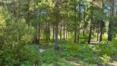 Lot corners and stakes on site