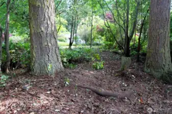 Wooded section of the property featuring tall evergreens and natural privacy, suitable for selective clearing for a future home site.