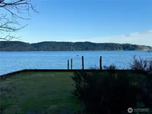 Bald eagle departing piling near shoreline.