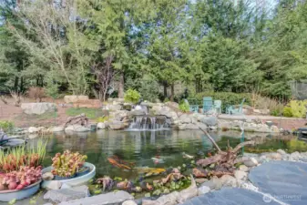 Stunning koi pond well maintained