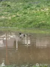 Yearly visitors to the seasonal  pond down below at Hunt Rd.