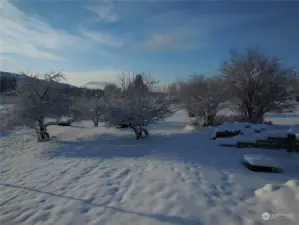 Homestead apple trees under snow!