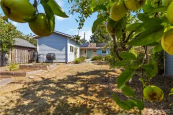 This large backyard features lush greenery  and fruit trees, creating a serene retreat right  at home.