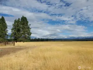 Meadows that go on forever