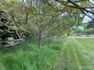 Line of Fruit Trees on approx West lot line